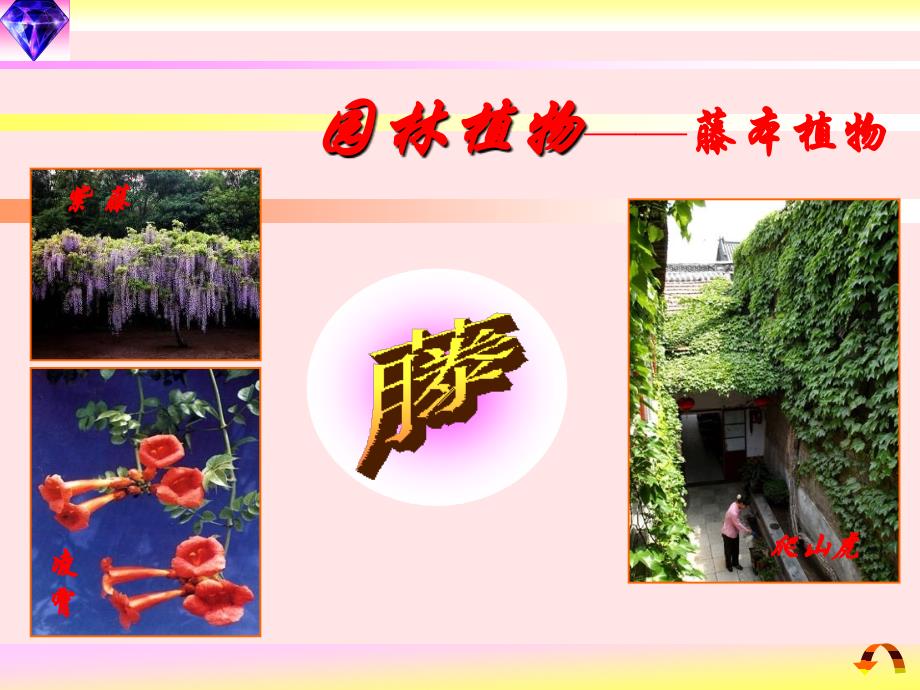 16阔叶树(藤本植物)_第1页