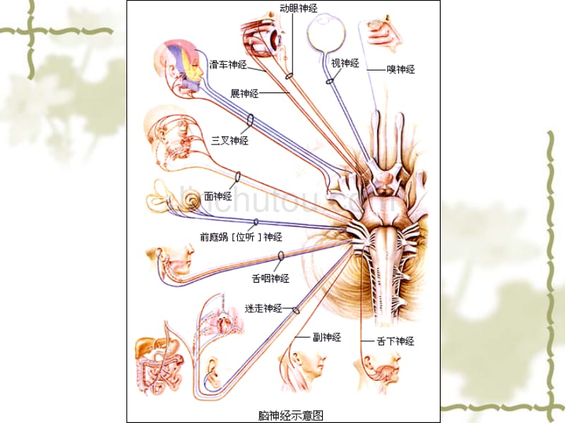 人教版教学课件高考生物一轮复习--人和高等动物的神经调节_第2页