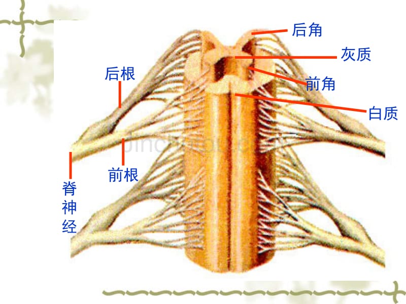 人教版教学课件高考生物一轮复习--人和高等动物的神经调节_第5页