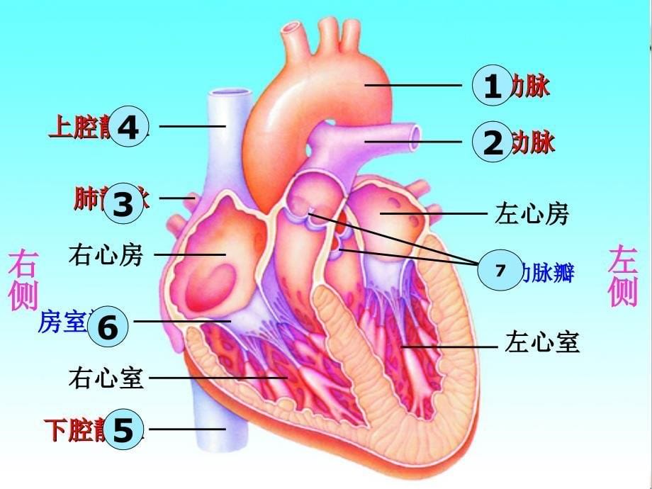 第三节输送血液的泵心脏_第5页