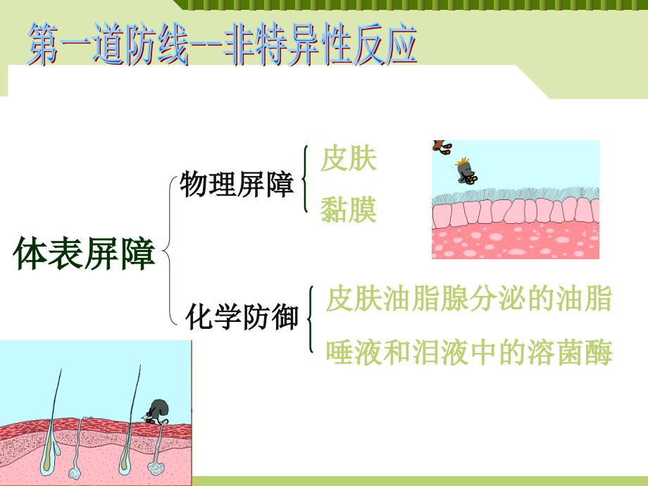 【高中生物必备课件】(非)特异性免疫_第4页