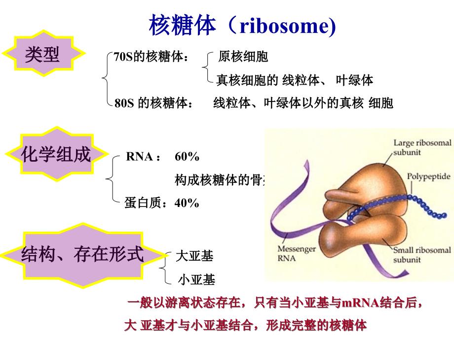 细胞生物学细胞的内膜系统与囊泡转运_第2页