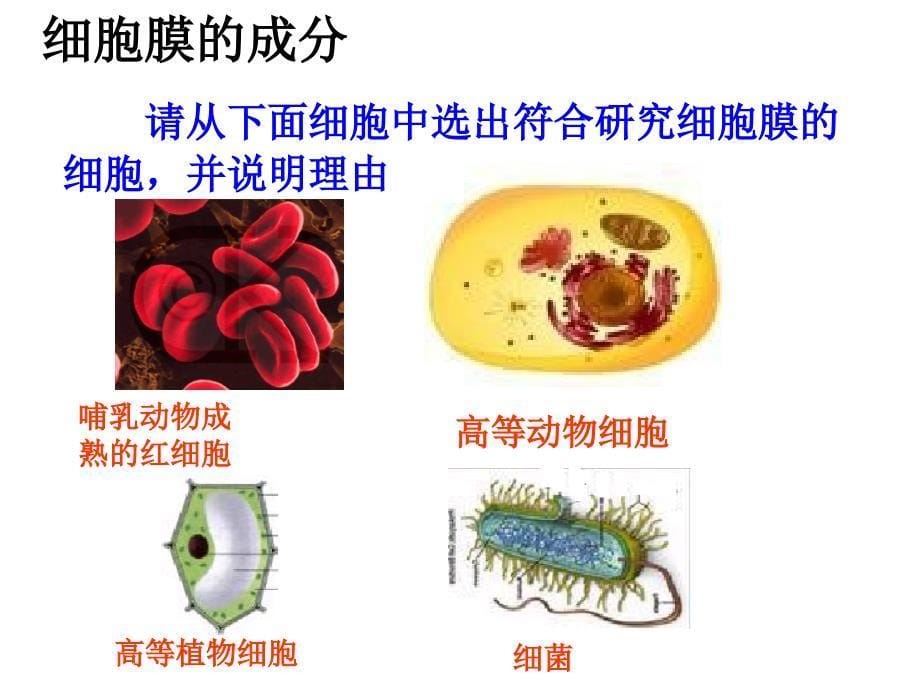 3--1细胞膜—系统的边界_第5页