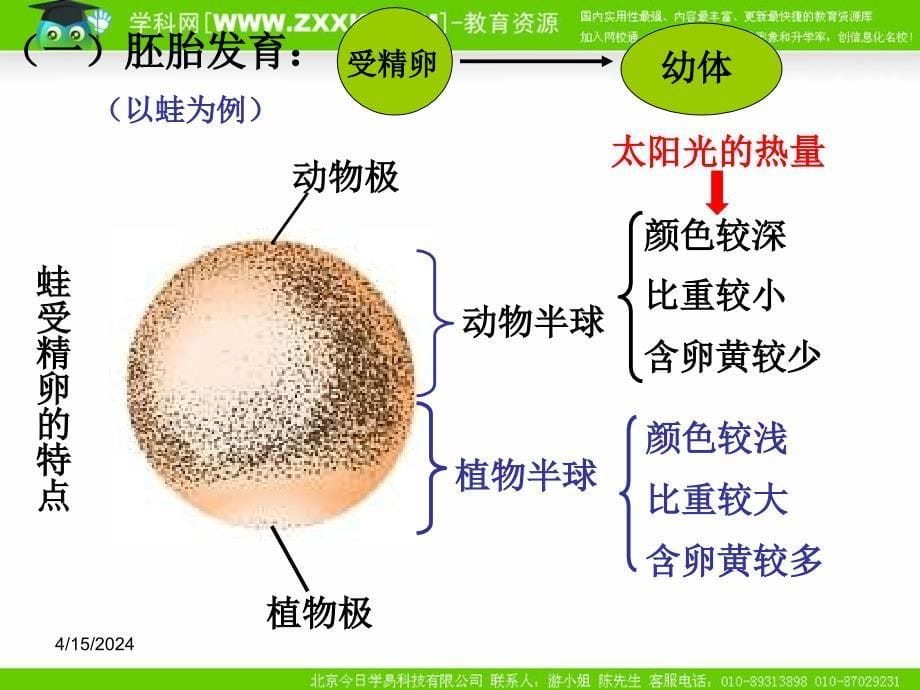 二高等动物的个体发育_第5页