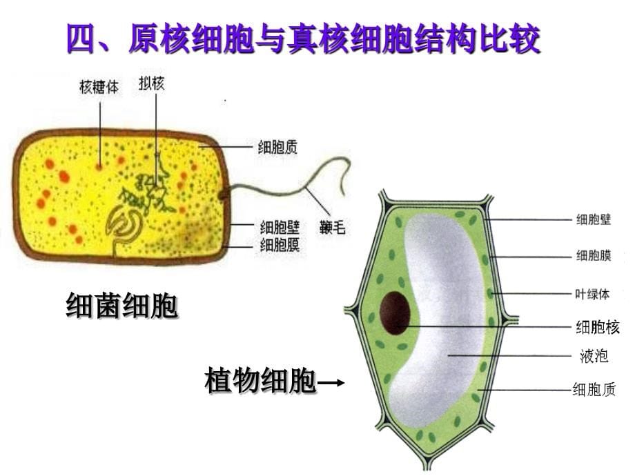 高中生物必修一复习_第5页