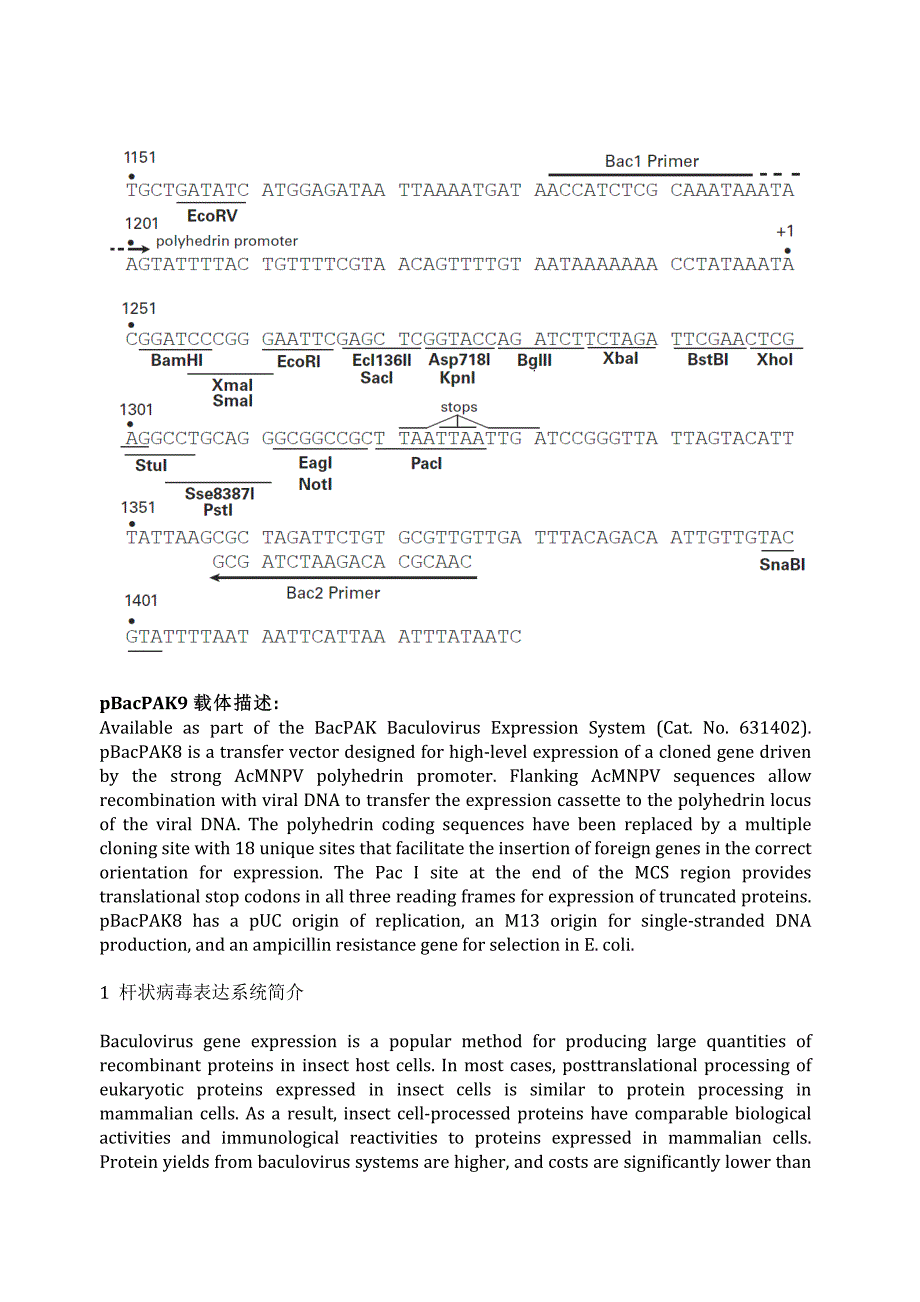 pBacPAK9昆虫表达载体说明_第2页