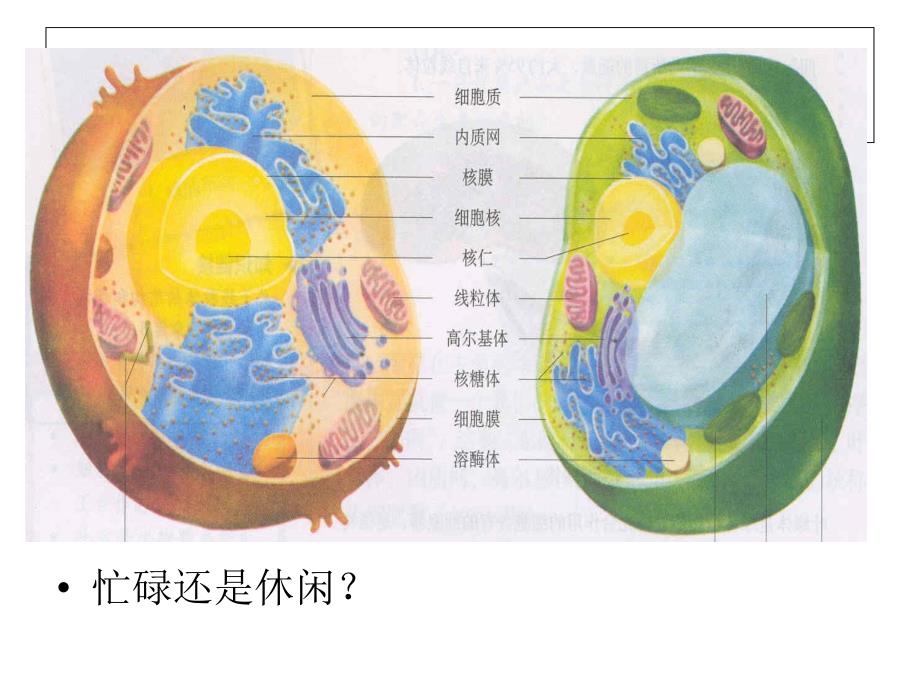酶的作用和本质wanzheng_第2页