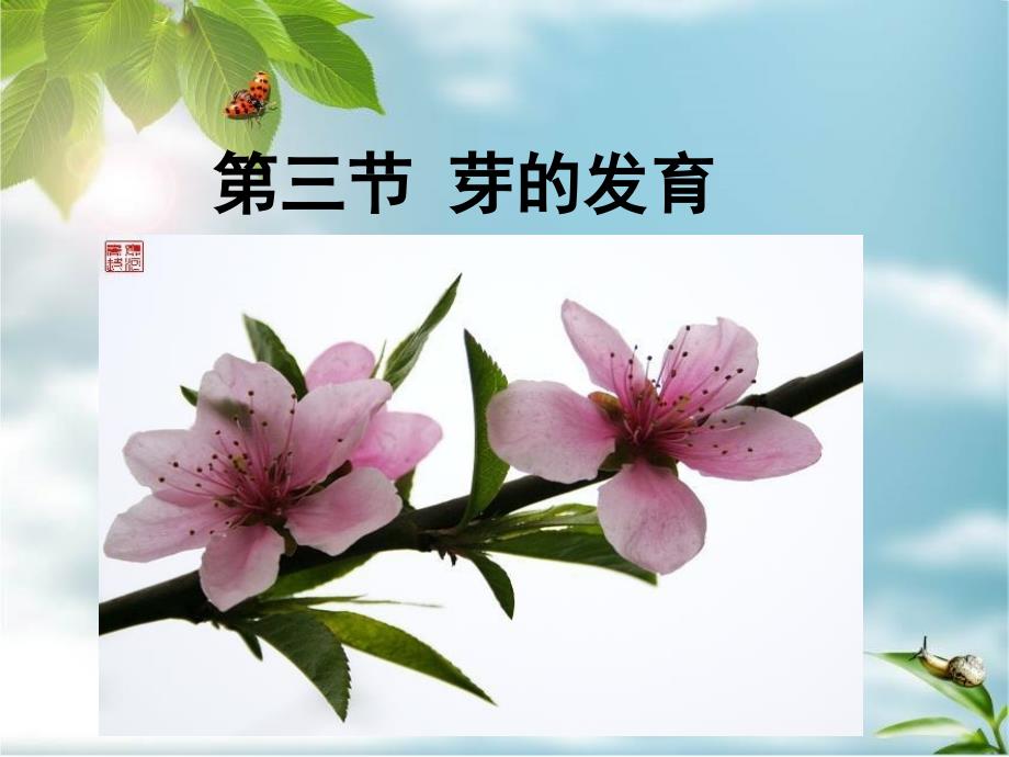 八年级生物1.3芽的发育_第1页