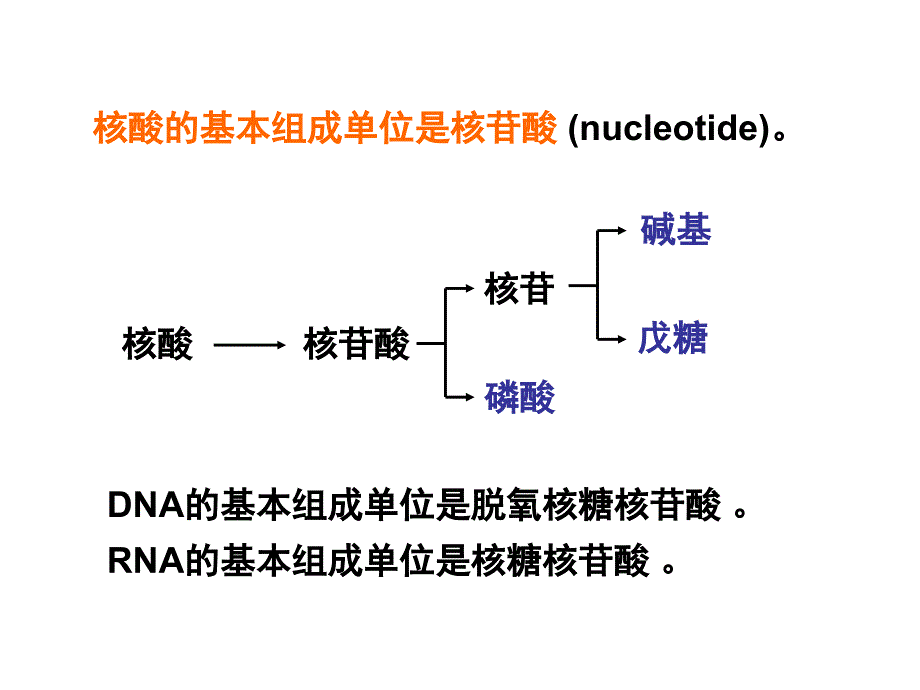 2-3-2DNA的分子结构_第2页