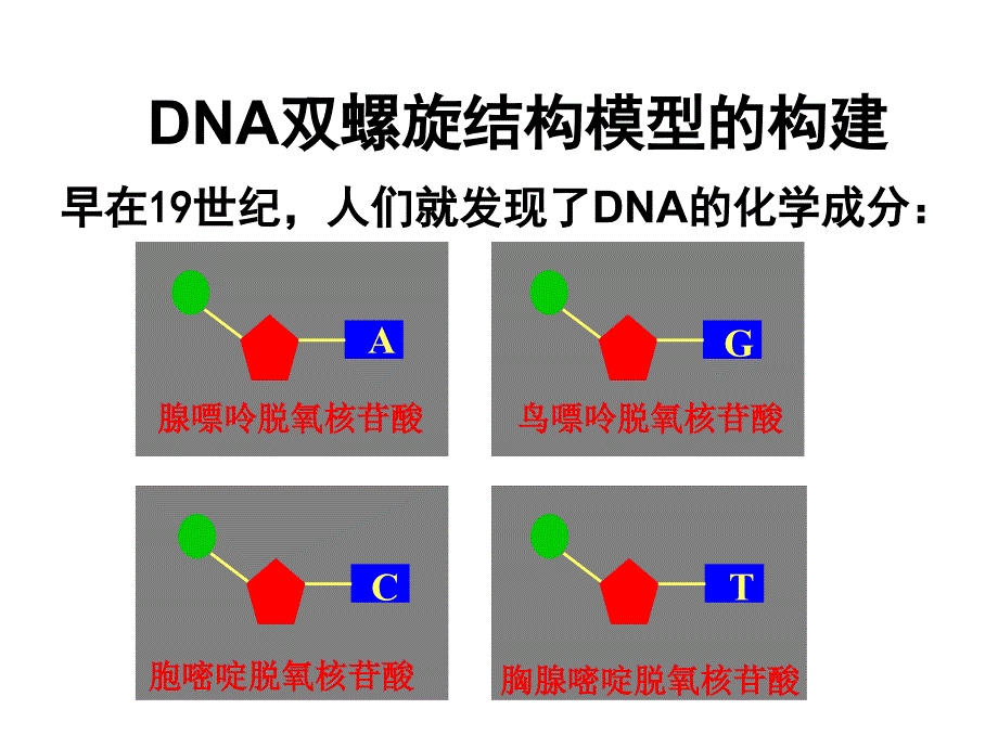 2-3-2DNA的分子结构_第4页