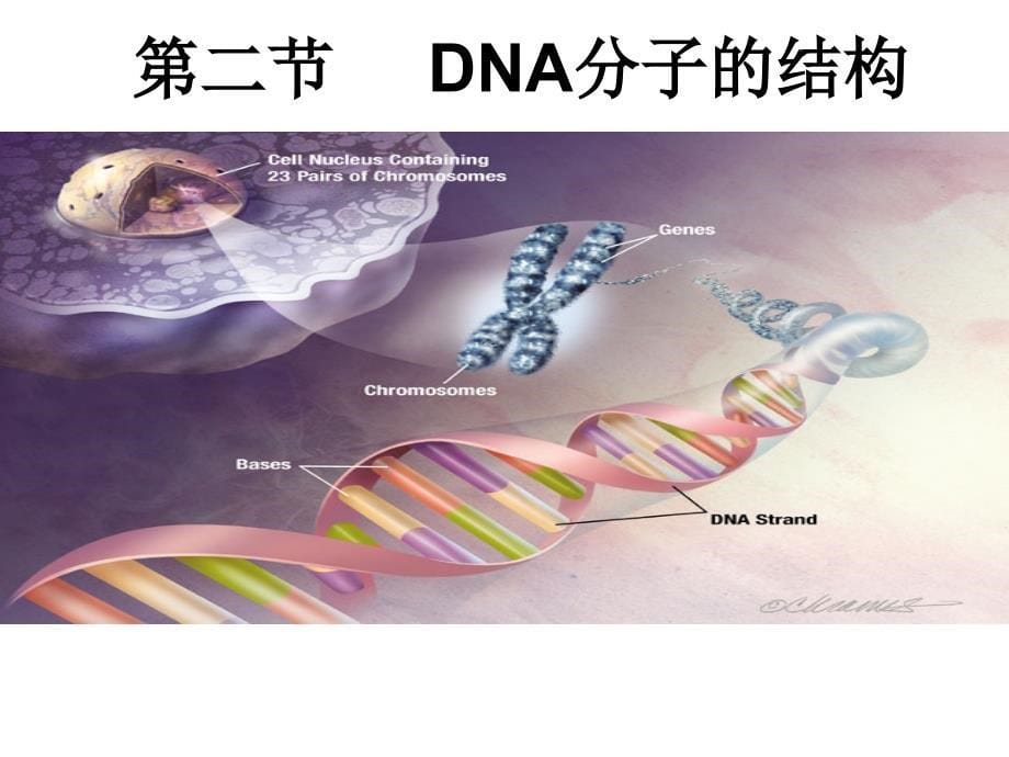 2-3-2DNA的分子结构_第5页