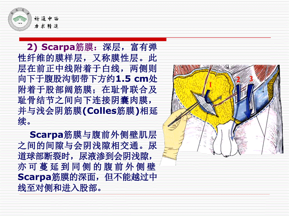 医用局部解剖学腹前外侧壁_第4页