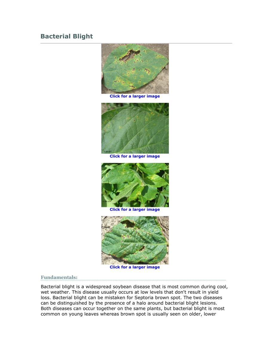 soybean leaf diseases -bacterial blight(大豆叶病之 白叶枯病)_第1页