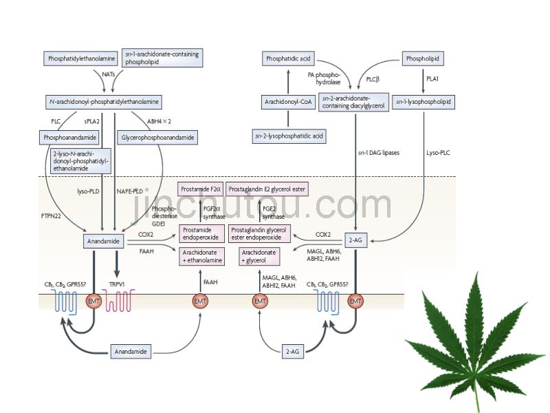 EnannabinoidSystem内源性大麻素系统_第4页