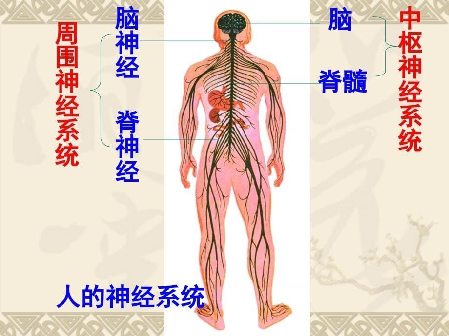 神经系统的组成和功能_第5页