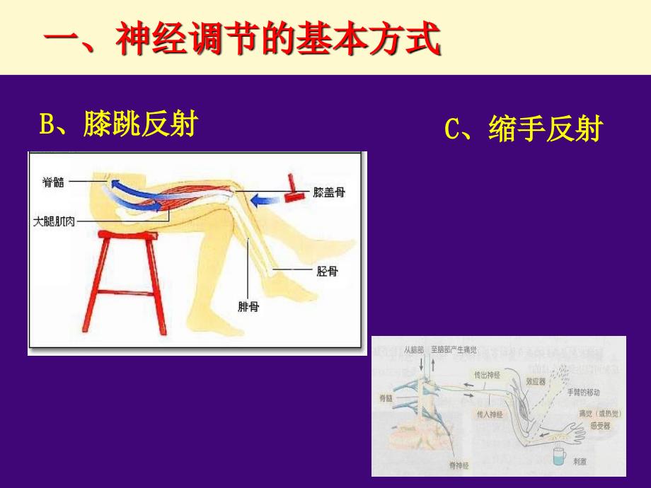 人教版教学教案云南省弥勒县庆来中学20112012学年生物必修3通过神经系统的调节(课件)_第4页