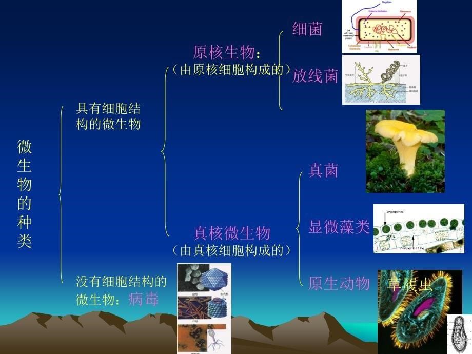 洁净区微生物基础知识培训_第5页