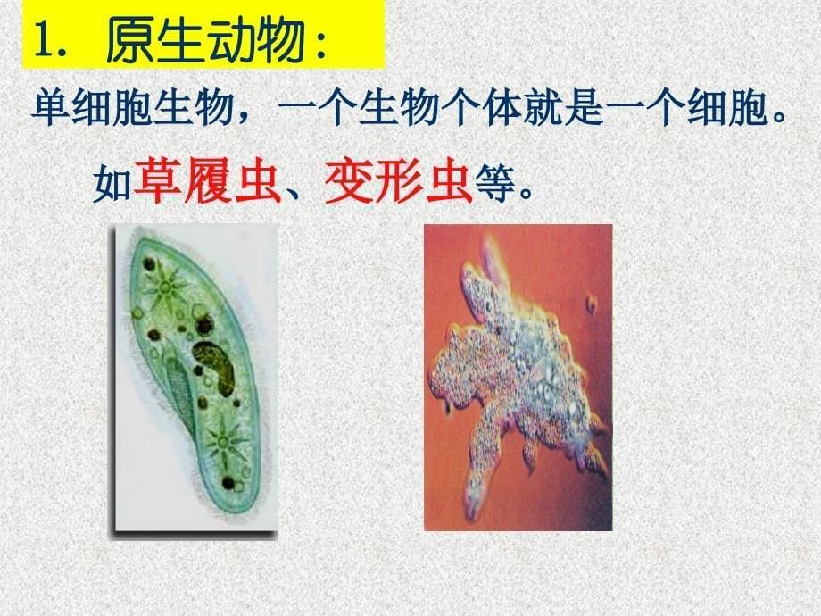 2-4-3常见的动物(无脊椎动物)_第5页