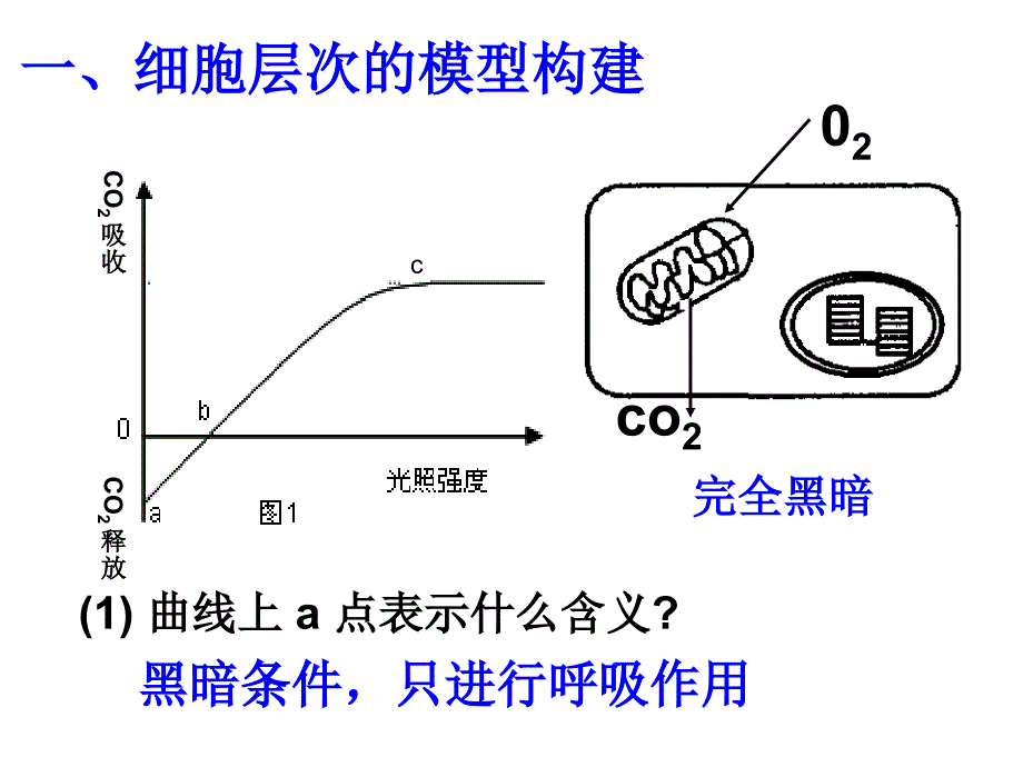 模型光合作用与呼吸作用课件_第4页