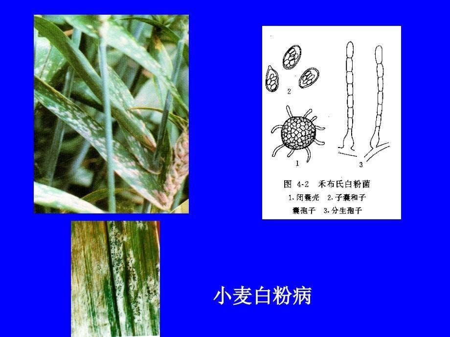 小麦各种病图像和解说_第5页