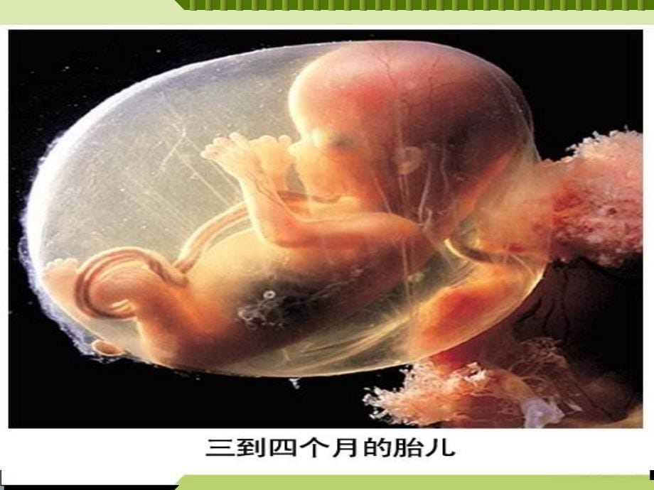 人教版教学课件河北省肥乡一中高一生物细胞中的无机物课件_第5页