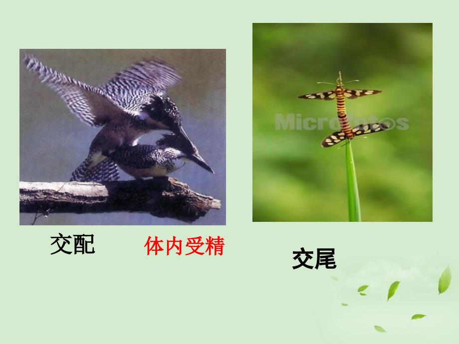 八年级生物动物的生殖和发育课件济南版_第4页