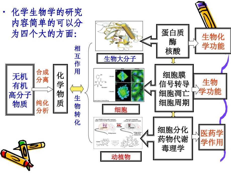 化学生物研究进展_第5页