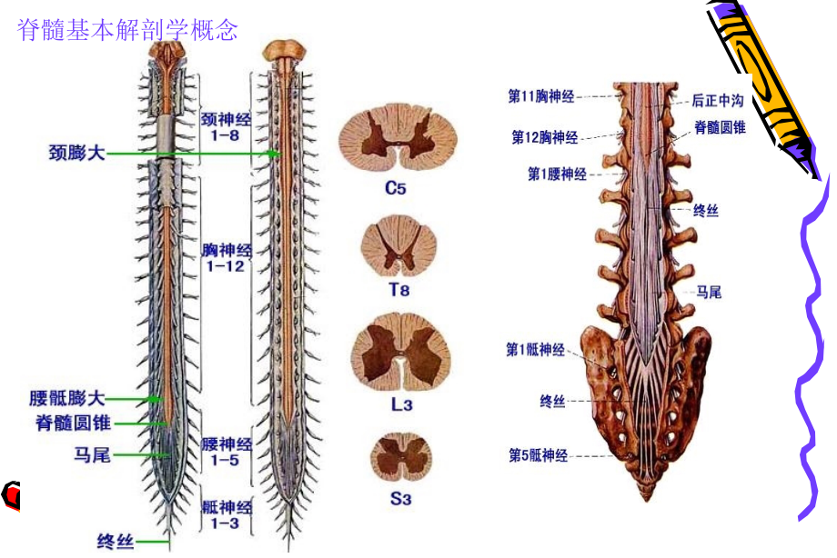 中枢神经系统和头颈部课件_第4页