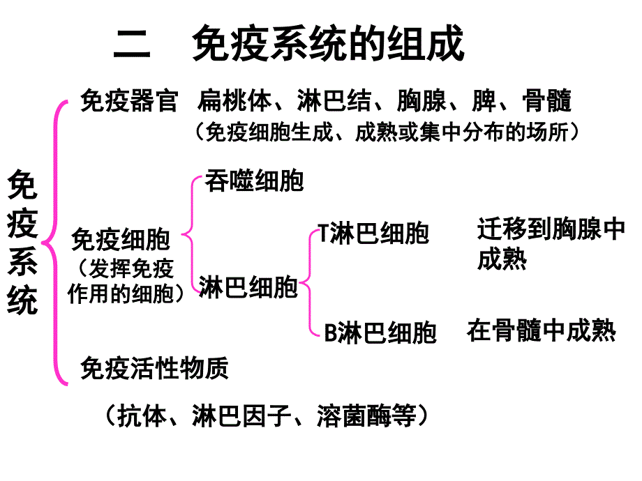 人体免疫系统在维持稳态中的作用_第2页