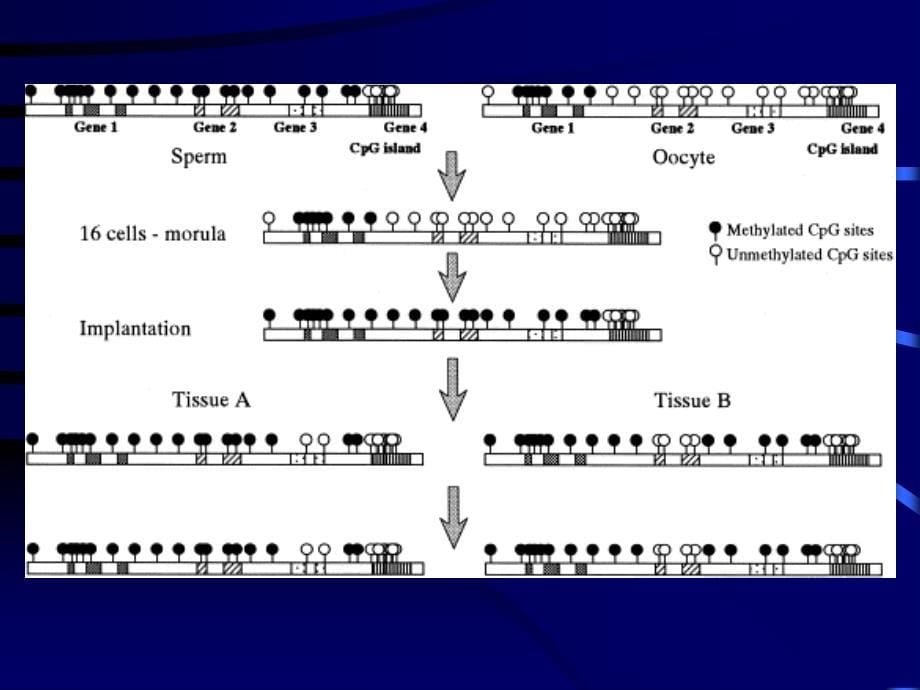 乳腺癌的分子生物学进展（二）_第5页