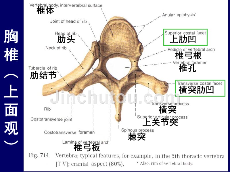 人体断层解剖学、脊柱区胸段解剖_第2页