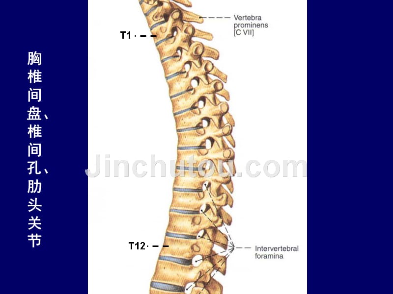 人体断层解剖学、脊柱区胸段解剖_第4页