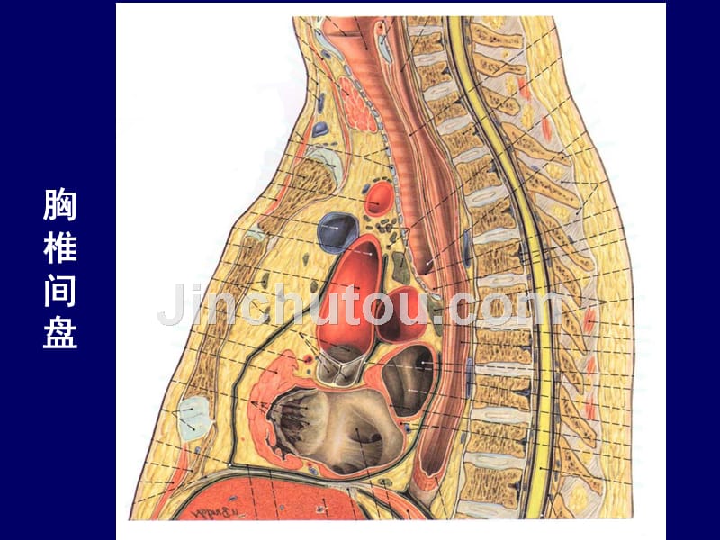 人体断层解剖学、脊柱区胸段解剖_第5页