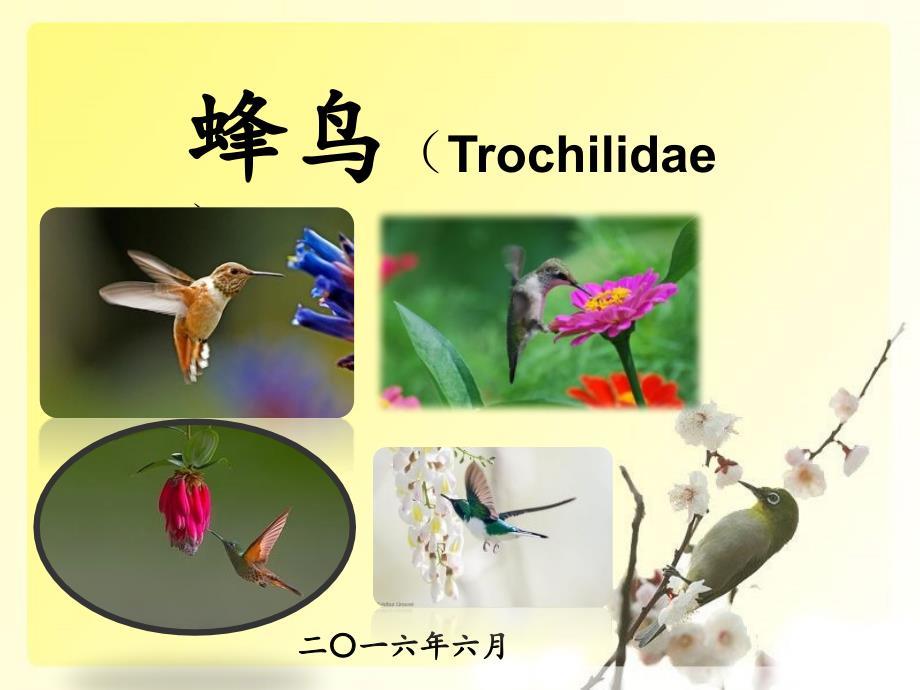 动物分类学PPT 蜂鸟