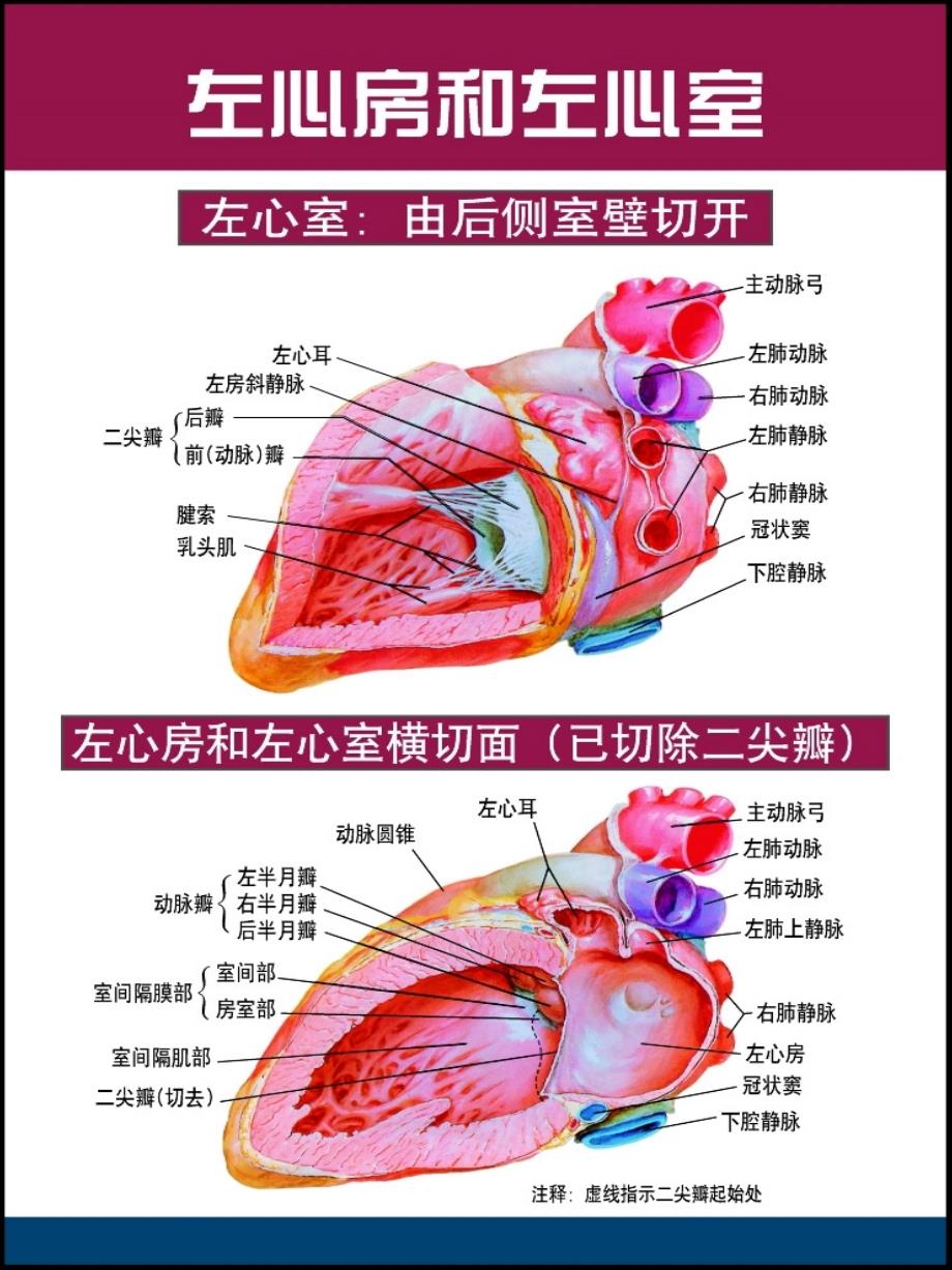 心脏解剖精美图谱_第1页