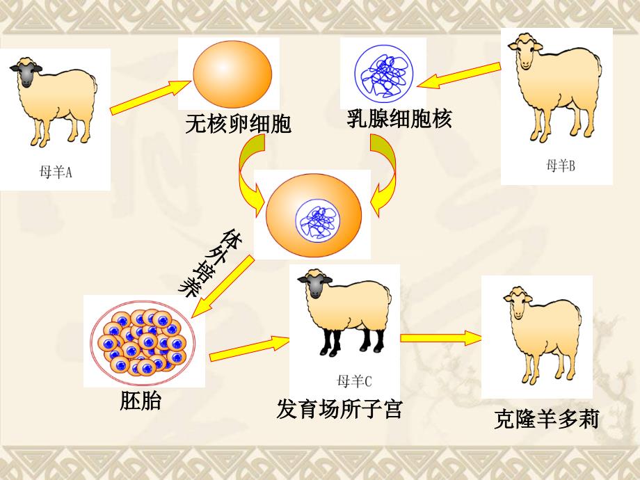 生物222《细胞核是遗传信息库》课件2(人教版七年级_第4页