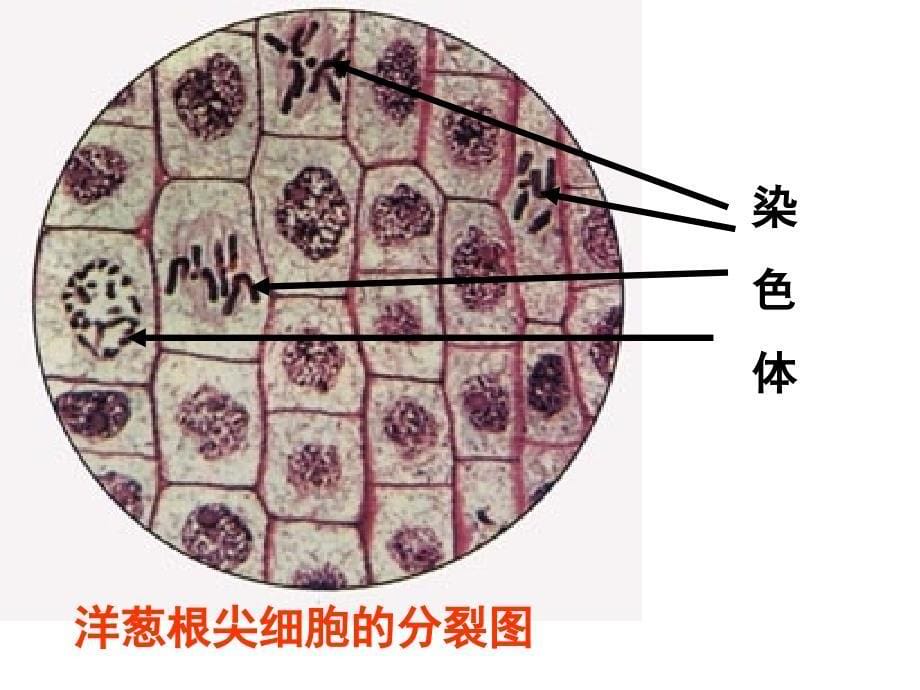 生物222《细胞核是遗传信息库》课件2(人教版七年级_第5页