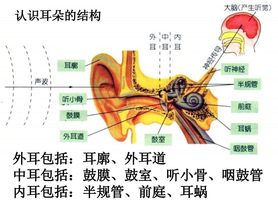 七年级科学耳和听觉1_图文_第2页