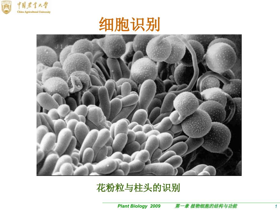 《植物生物学》01-2 植物细胞的结构与功能_第1页