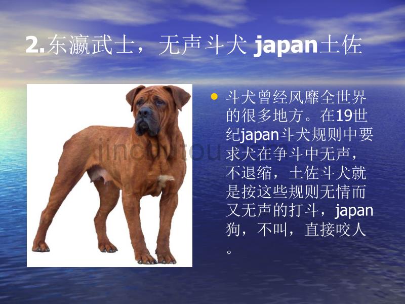 世界凶猛犬与观赏狗欣赏_第5页