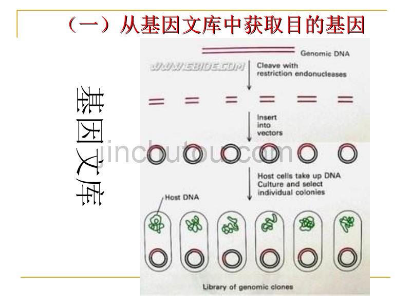 12基因工程的基本操作程序_高二理化生_理化生_高中教育_教育专区_第4页