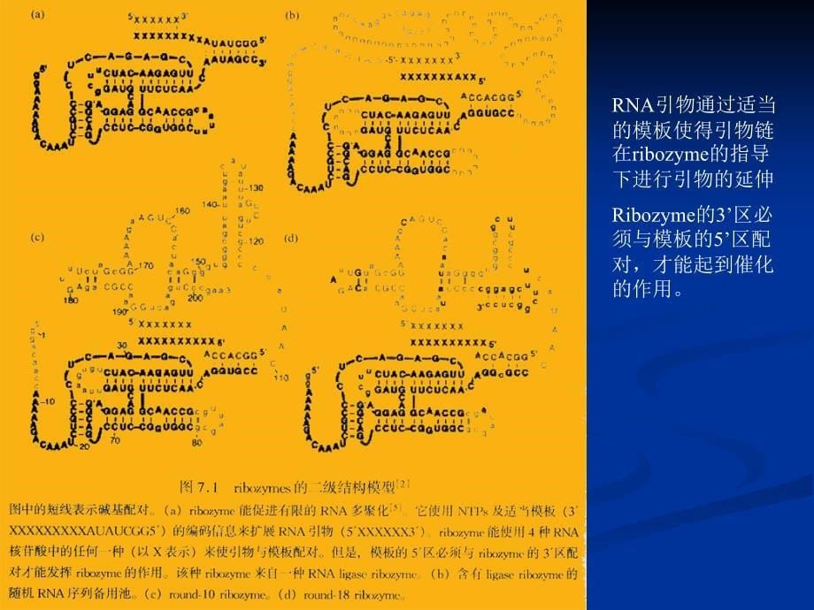 分子遗传学第六讲 RNA 遗传_第5页