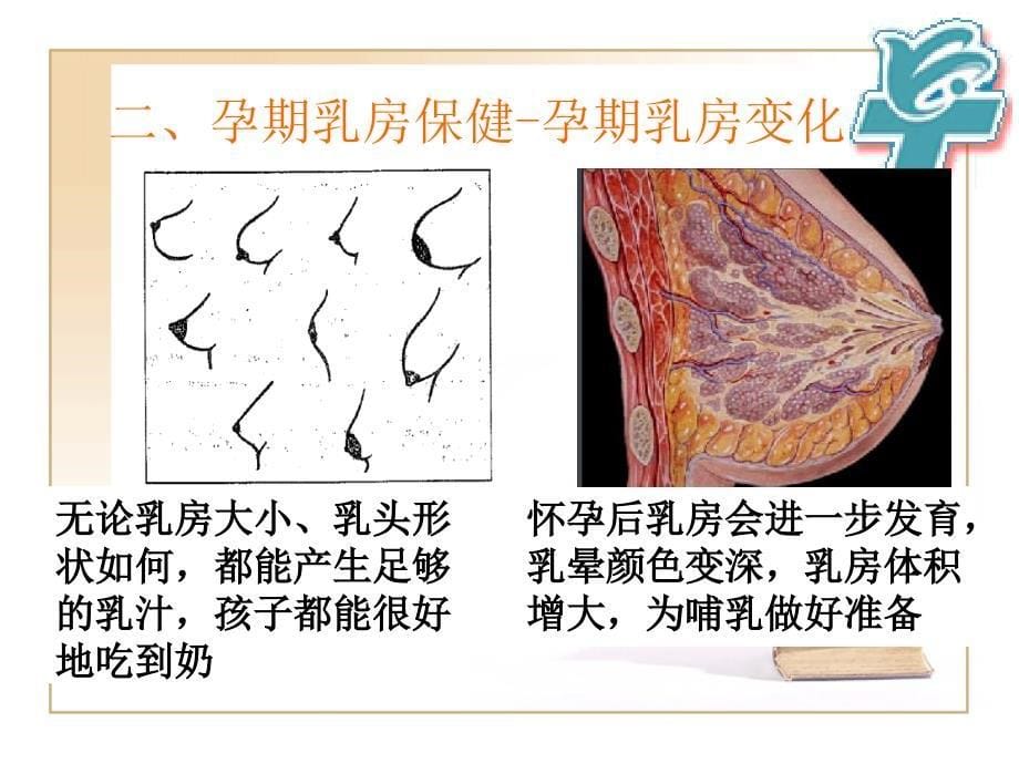 孕期及哺乳期的乳房护理 ppt课件_第5页