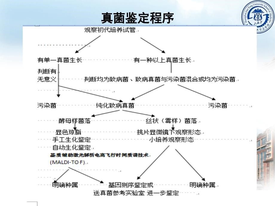 真菌检验 PPT课件_第5页