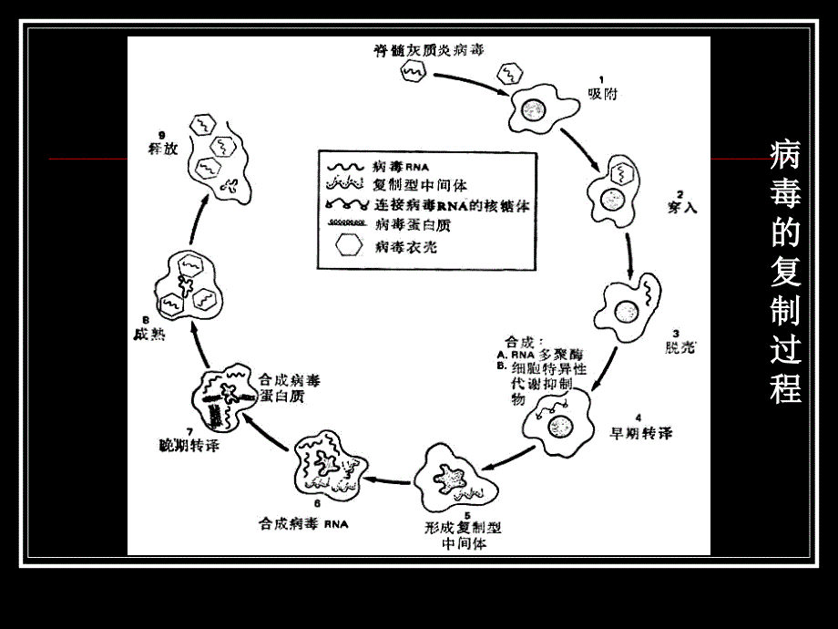 第四章 病毒的吸附侵入与脱壳_第3页