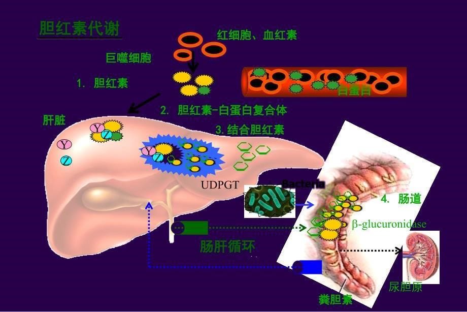 新生儿黄疸科室讲课 ppt课件_第5页