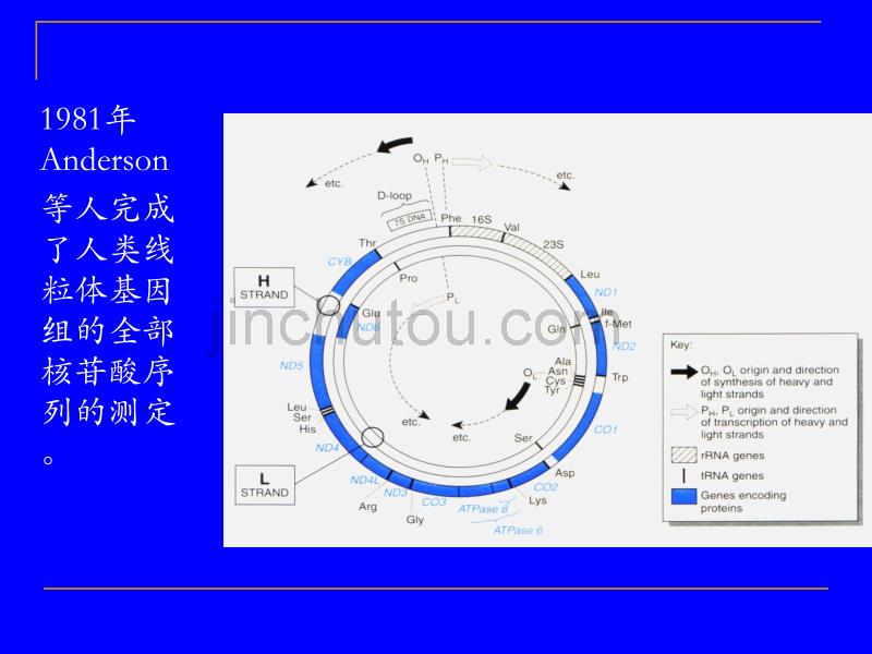 第七章线粒体疾病的遗传_第4页