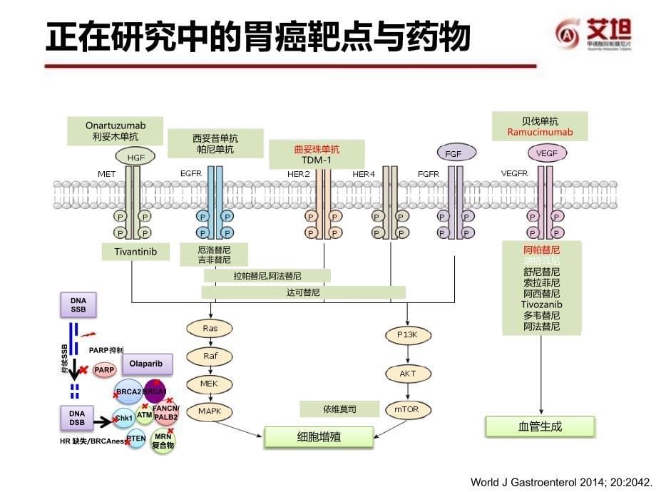 抗血管生成在胃癌的治疗之路_第5页