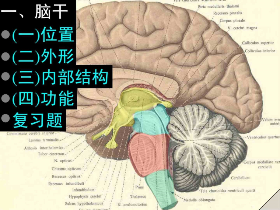 脑及脑干彩色图谱_第3页