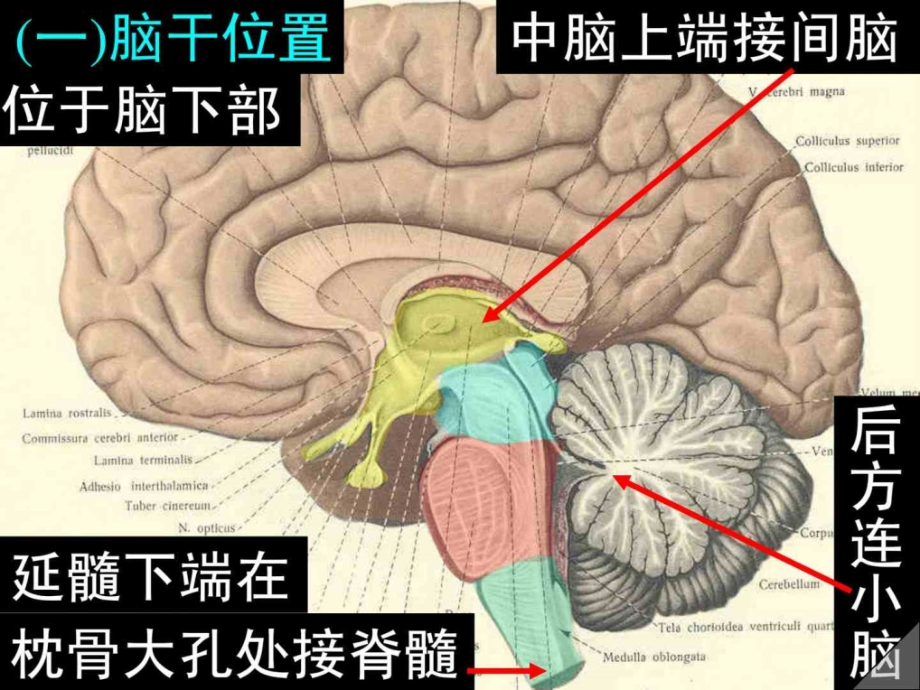 脑及脑干彩色图谱_第4页